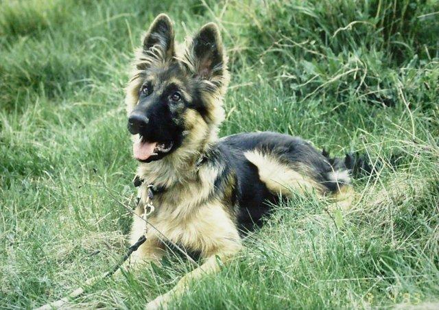 hund6